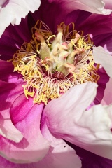 seria- Cztery pory roku- Wiosna