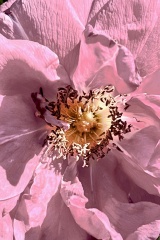 seria- Cztery pory roku- Wiosna