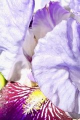 seria- Cztery pory roku- Wiosna