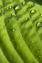 seria- Cztery pory roku- Wiosna