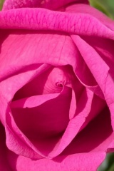 seria- Cztery pory roku- Wiosna