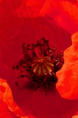 seria- Cztery pory roku- Wiosna