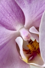 seria- Cztery pory roku- Wiosna