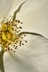 seria- Cztery pory roku- Wiosna