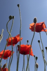 seria- Cztery pory roku- Wiosna