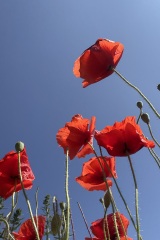 seria- Cztery pory roku- Wiosna