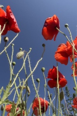 seria- Cztery pory roku- Wiosna